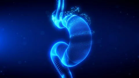 Futuristic Scanning Effect of Human Stomach Anatomy Stock Illustration