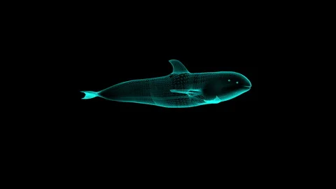 Futuristic Technology: Digital Dolphin Wireframe in Dark Sea Environment 库存影片 343590139