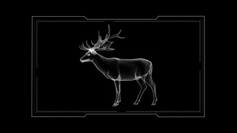 Futuristic Wireframe Deer Graphics in Detailed 3D Black Background Design Stock Footage 342245652
