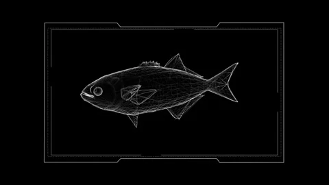 Futuristic Wireframe Fish Display with Digital Minimalist Design Aesthetic 库存影片 342781600