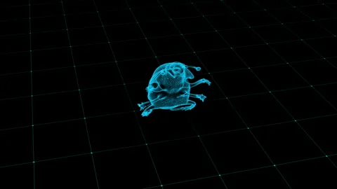 Futuristic Wireframe Scarab Beetle Render on Grid with Neon Hue 库存影片 342781540