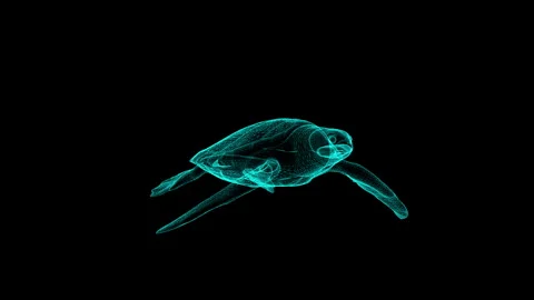 Futuristic Wireframe Sea Turtle in Black Background Visualization Stock Footage 342251716