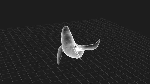 Futuristic Wireframe Whale Model in Monochrome Grid Background Stock Footage 343640118