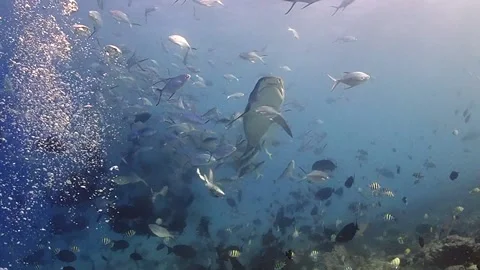 Fuvamulah baited dive HD Stock Footage 147239673