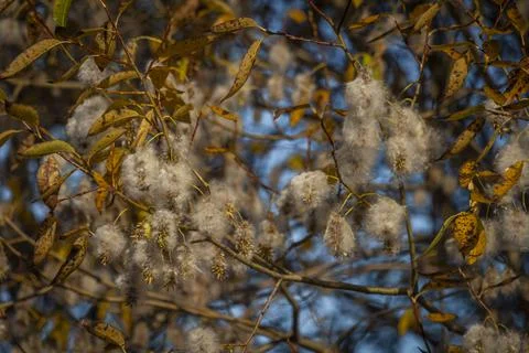 Fuzz on autumn yellow leaf trees in sunny fall day Stock Photos