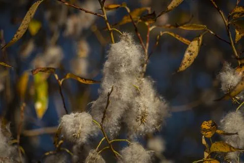 Fuzz on autumn yellow leaf trees in sunny fall day Stock Photos