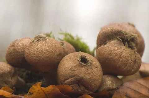 Fuzz-ball Stock Photos