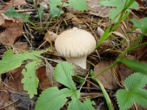 Fuzz-ball, puffball Stock Photos