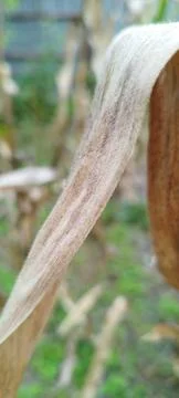 Fuzz of a corn leaf 스톡 사진