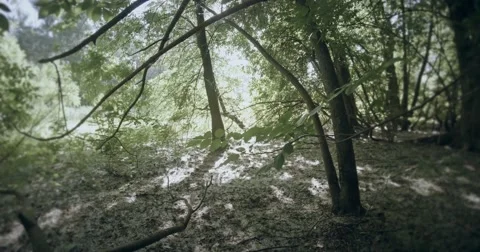 Fuzz covers the edge of swamp forests Stock Footage 51254348