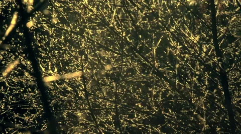 The fuzz on the trees branches Stock Footage 48259165