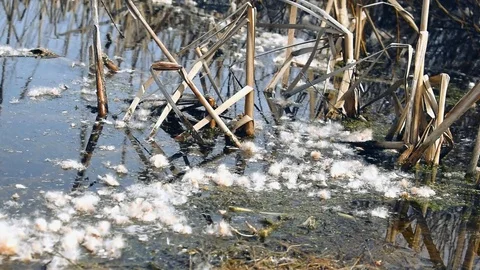 Fuzz on the water Stock Footage 74793798