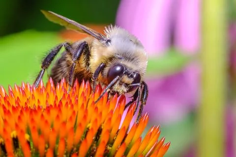 Fuzzy Bee Collecting Nectar on Cone Flower Macro Stock Photos