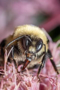 Fuzzy Bee Collecting Nectar Macro Close-Up Stock Photos