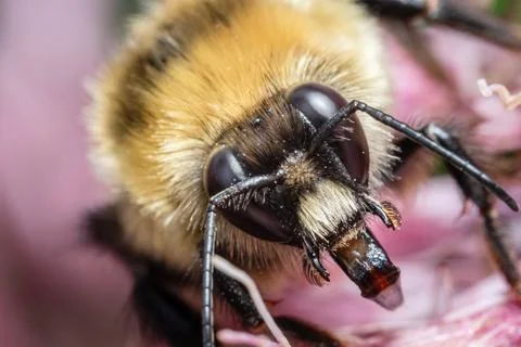 Fuzzy Bee Collecting Nectar Macro Close-Up Stock Photos