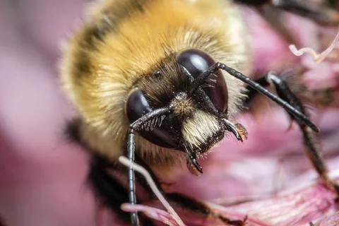 Fuzzy Bee Collecting Nectar Macro Close-Up. Stock Photos