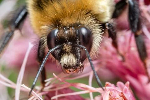 Fuzzy Bee Collecting Nectar Macro Close-Up. Stock Photos