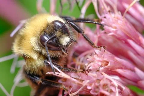 Fuzzy Bee Collecting Nectar on Pink Flowers Macro Stock Photos