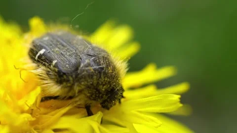 Fuzzy beetle on yellow dandelion. Stock Footage 307264670