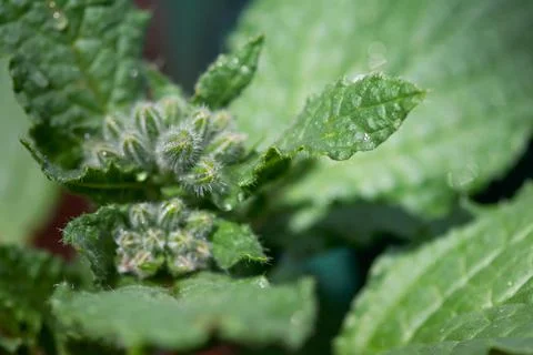Fuzzy Borage Buds Stock Photos