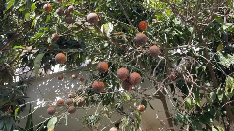 Fuzzy brown seed pods hanging from tree branches under sunlight in outdoor .. Stock-Footage 331654261