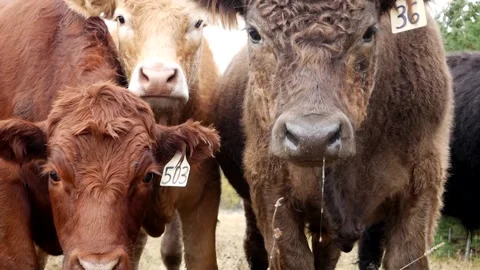 Fuzzy Brown Steer with Drool Stock Footage 153240310