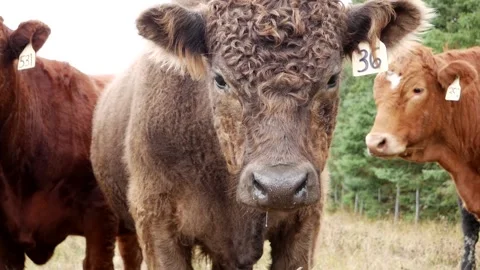 Fuzzy Brown Steer 스톡 동영상 153240305