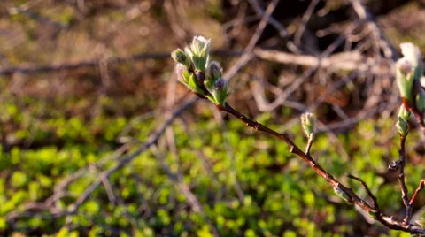 Fuzzy Budding Tundra Twig Slide Left Parallax CU HD Stock Footage 55294220