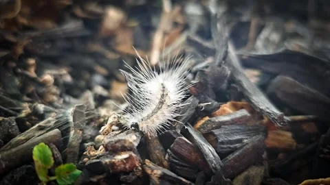 Fuzzy Bug Stock Footage 250193984