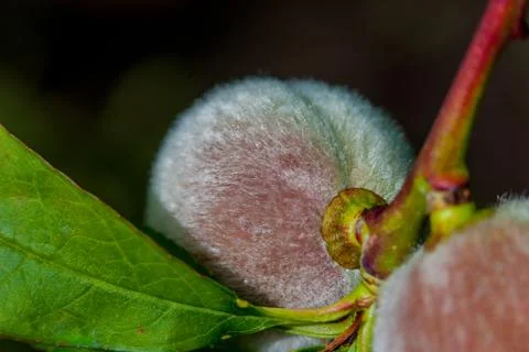 Fuzzy bulb macro Stock Photos