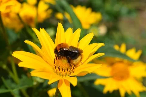 Fuzzy bumblebee collecting nectar from a bright yellow daisy-like flower Stock Photos