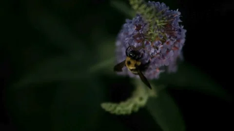 Fuzzy bumblebee collecting nectar from a purple flower bloom Stock Footage 327631651