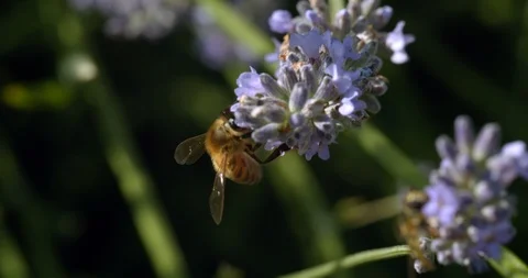 Fuzzy Bumblebee Feeds On Lavender Plant Stock Footage 113149398