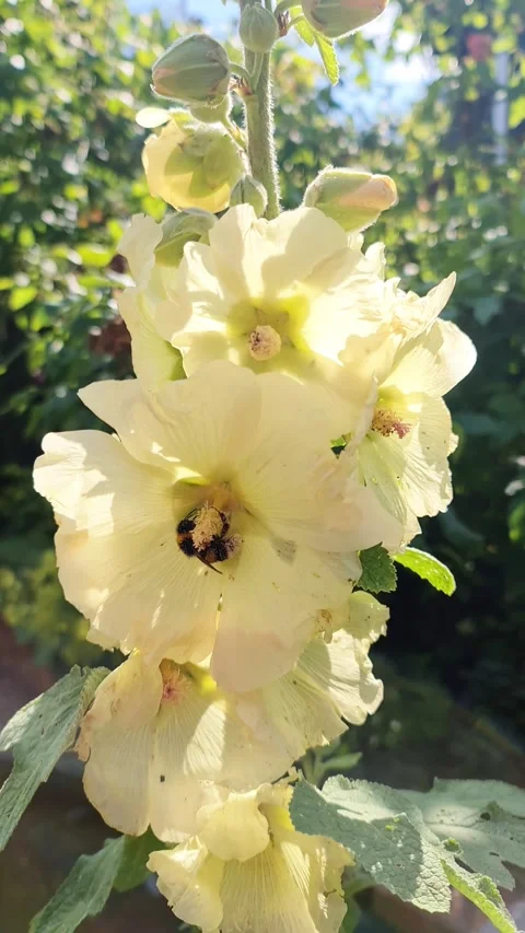 Fuzzy bumblebee gathering golden pollen from delicate light yellow hollyhock Stock Footage 347031134