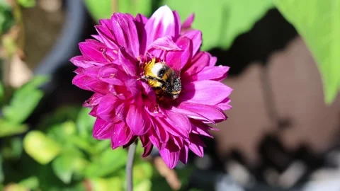 Fuzzy bumblebee gathering nectar and pollen from bright purple dahlia, Stock Footage 347030944