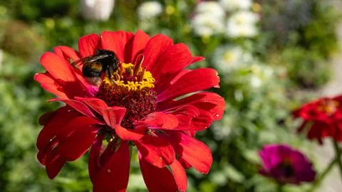 Fuzzy bumblebee gathering pollen on red zinnia flower Stock Photos