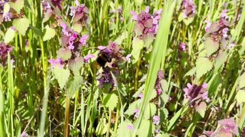 Fuzzy Bumblebee Gathers Nectar From Purple Dead Nettle In Bright Spring Meadow Stock Footage 332896687