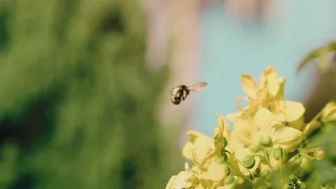 Fuzzy bumblebee hovers near sunlit yellow cassia flowers with soft green Stock Footage 345699813