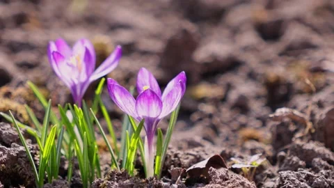 A fuzzy bumblebee hovers over vibrant purple crocus flowers in bright early.. Video stock 339851048