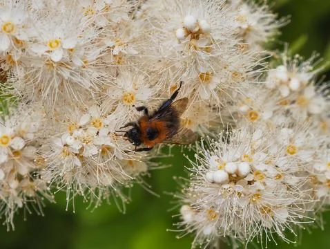 Fuzzy bumblebee perched on the flower cluster of a Sorbaria sorbifolia Stock Photos