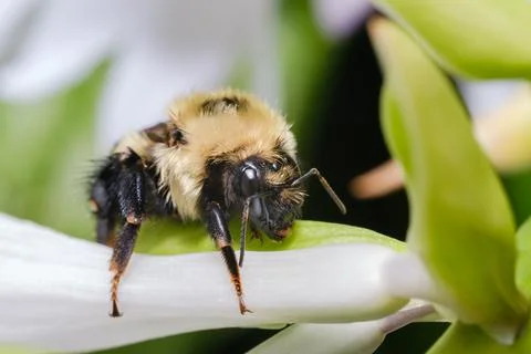 Fuzzy Bumblebee Resting on Flower Bloom Macro Nature Stock Photos