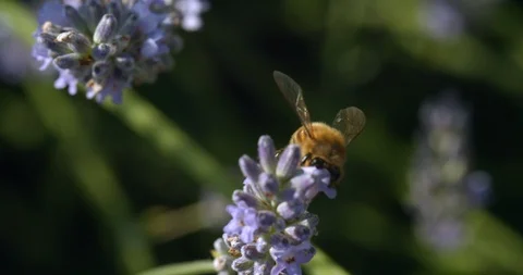 Fuzzy Bumblebee Takes Flight From Branch Stock Footage 113149372