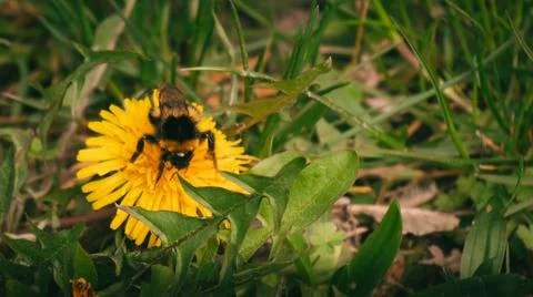 Fuzzy Bumblebee with Yellow Stripes Resting on Bright Yellow Dandelion Flow.. Stock Photos