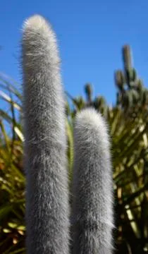 Fuzzy Cactus Stock Photos
