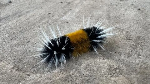 Fuzzy Caterpillar Close Up Stock Photos