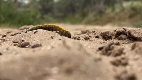 Fuzzy caterpillar crawling across sandy ground Stockbeeldmateriaal 310510137