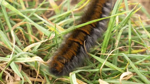 Fuzzy Caterpillar in Green Grass. Stock Footage 307264917