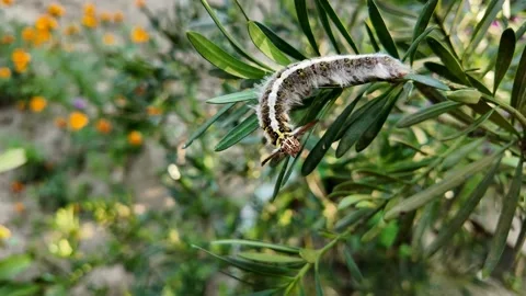 Fuzzy Caterpillar on Green Leaf Stock Footage 290080839