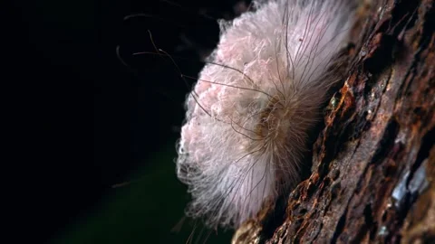 Fuzzy caterpillar moving on tree bark at night Stock Footage 340799354