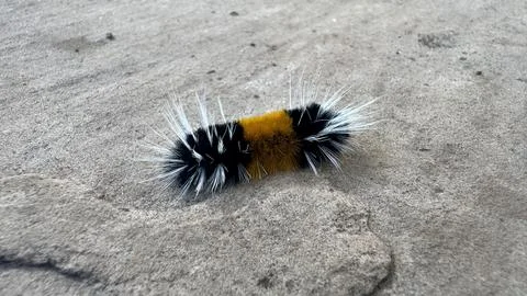 Fuzzy Caterpillar Stock Photos